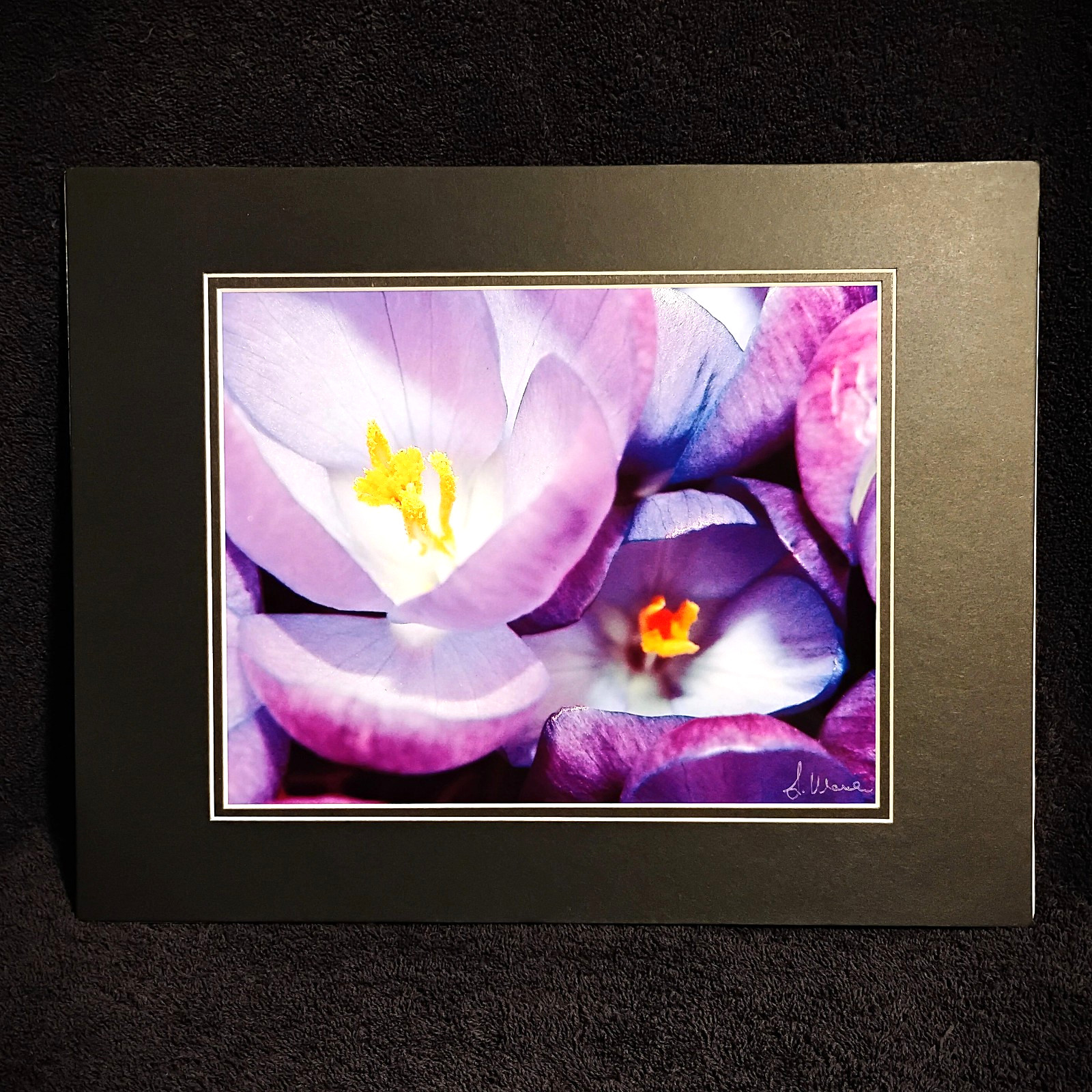 Purple Crocus Flower Wall Art Macro Nature Photography 11×14 Matted Photo Print