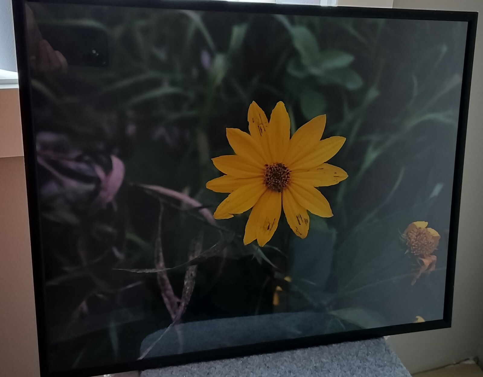 Photo of a yellow sunflower. Size of the poster size photo is 16×20.