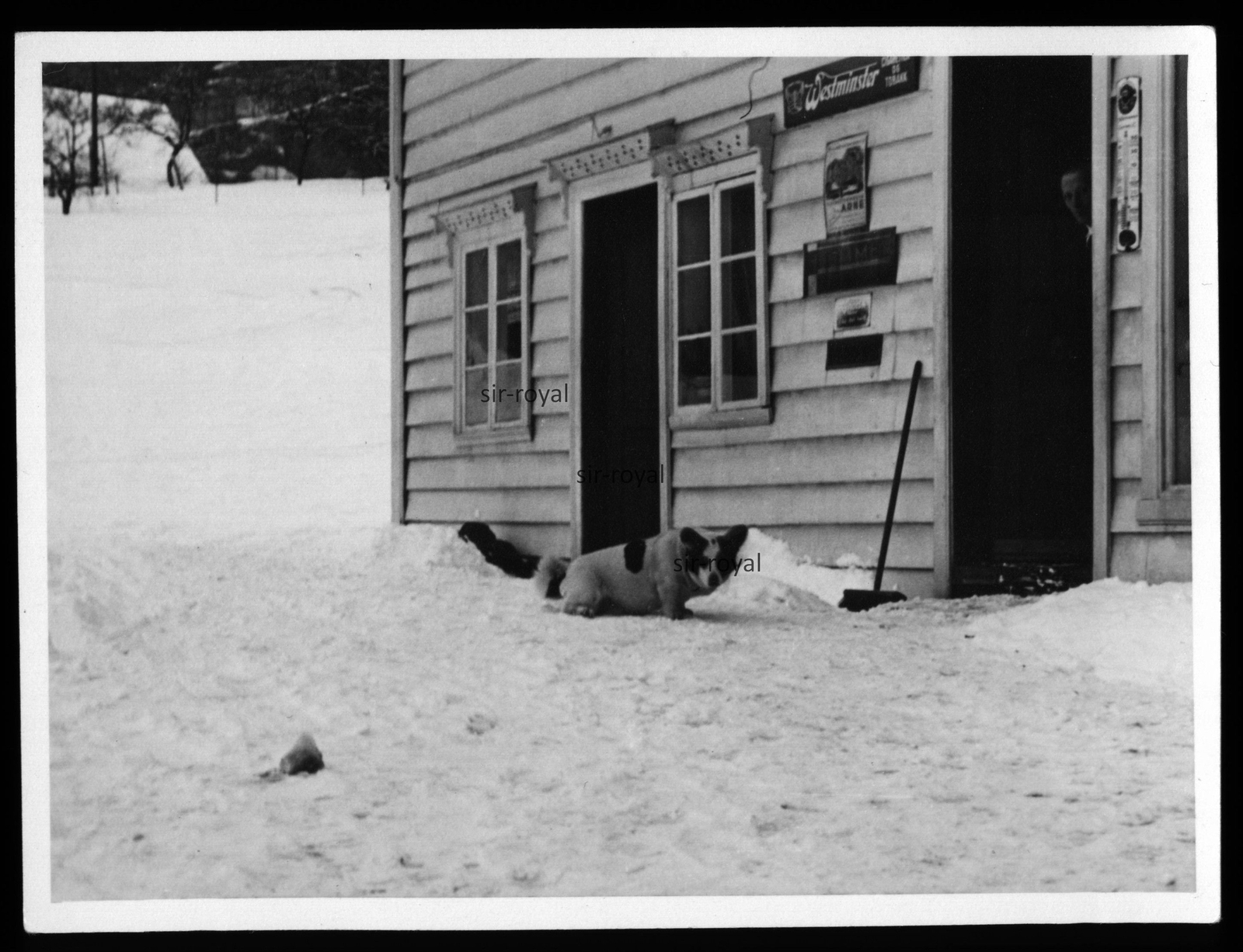 Corgi Hund vor Geschäft in Norwegen – 1940er – Foto 12x9cm