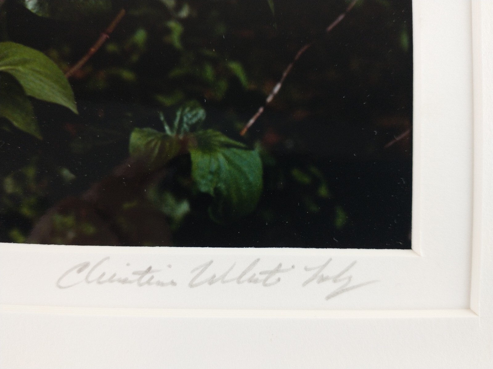 Signed Christine Loberg Dogwood Redwood Tree Photo Print Framed w/ Dedication