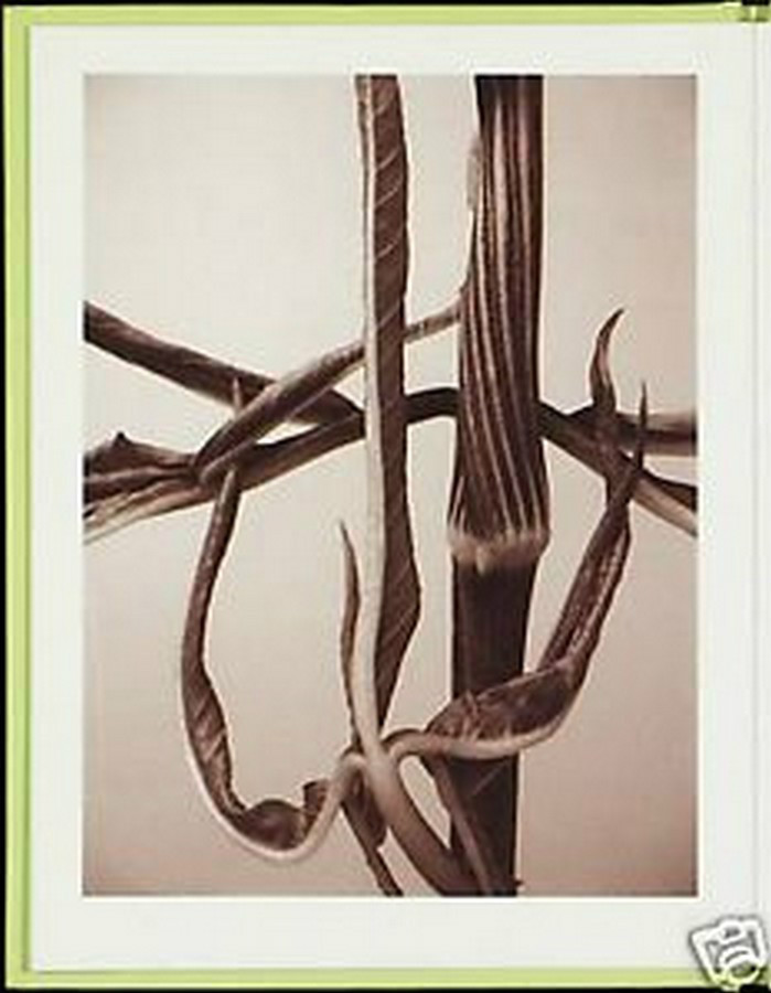 RON VAN DONGEN: One Picture Book Ltd Ed SIGNED w Photo ‘Arisaema Angustatum’ NEW