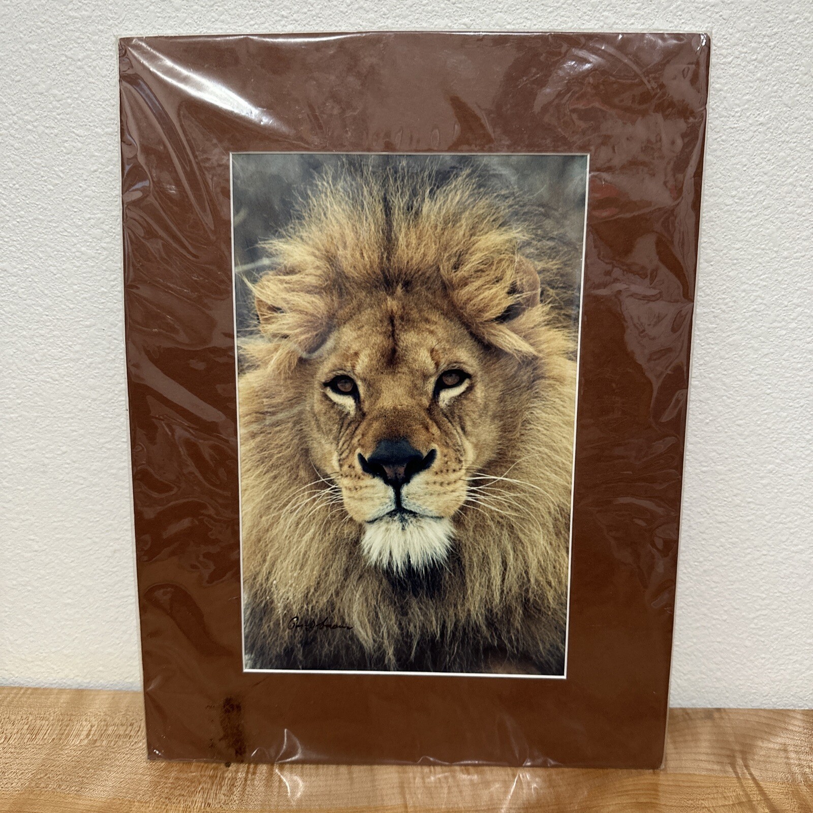 Gerry Lamarre Wildlife Photo Print 2362 The Lion Portrait Matted 16 x 12 Signed!