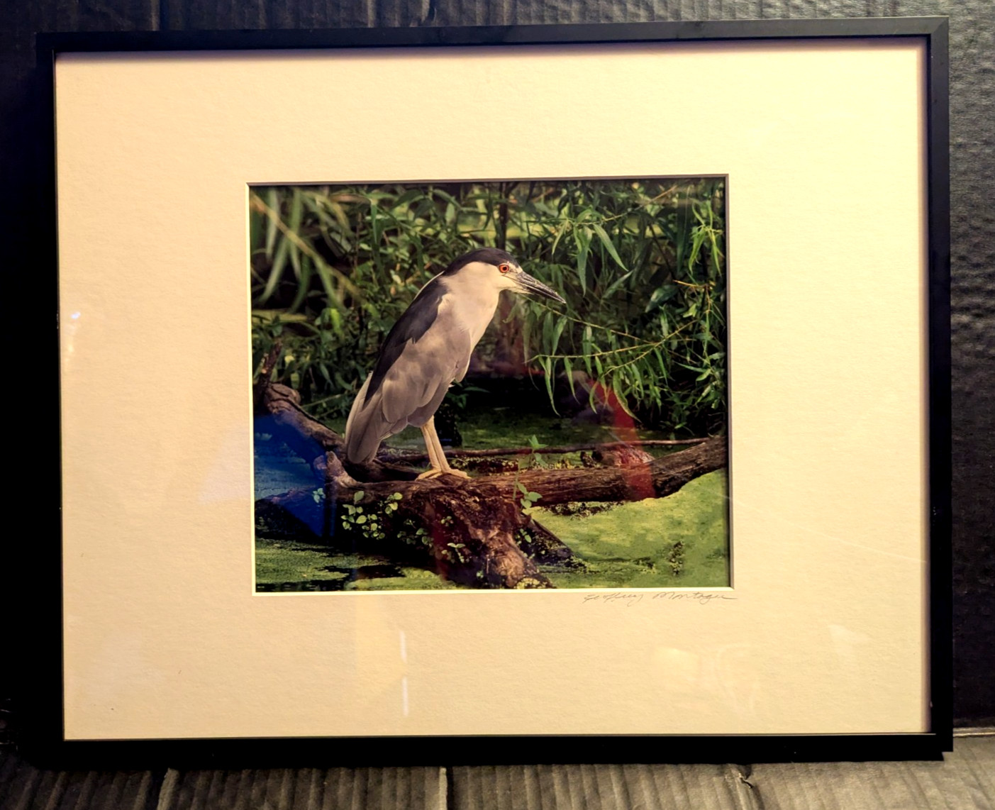 Gorgeous Wildlife Photograph Crane Pro Framed Jeffery Montagu Signed 20″ X 16″