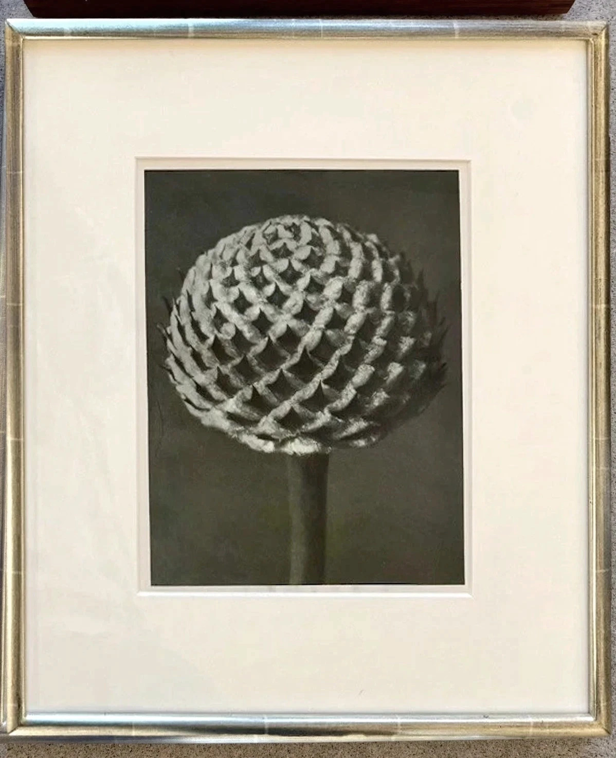 Karl Blossfeldt Original photogravures, 4 Framed From TAM O’NEILL FINE ARTS