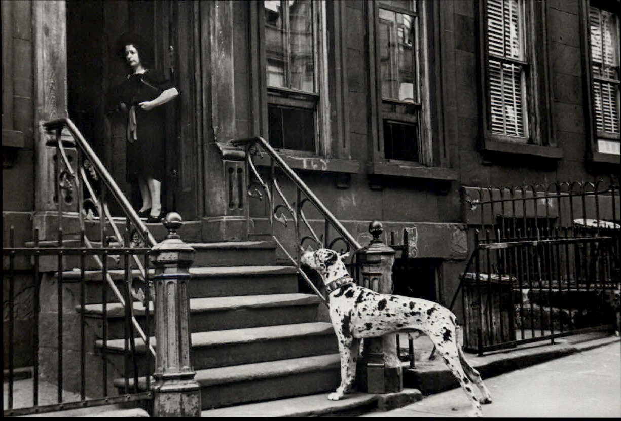 1940 1980s Original Helen Levitt New York City Street Great Dane Spot Art Photo