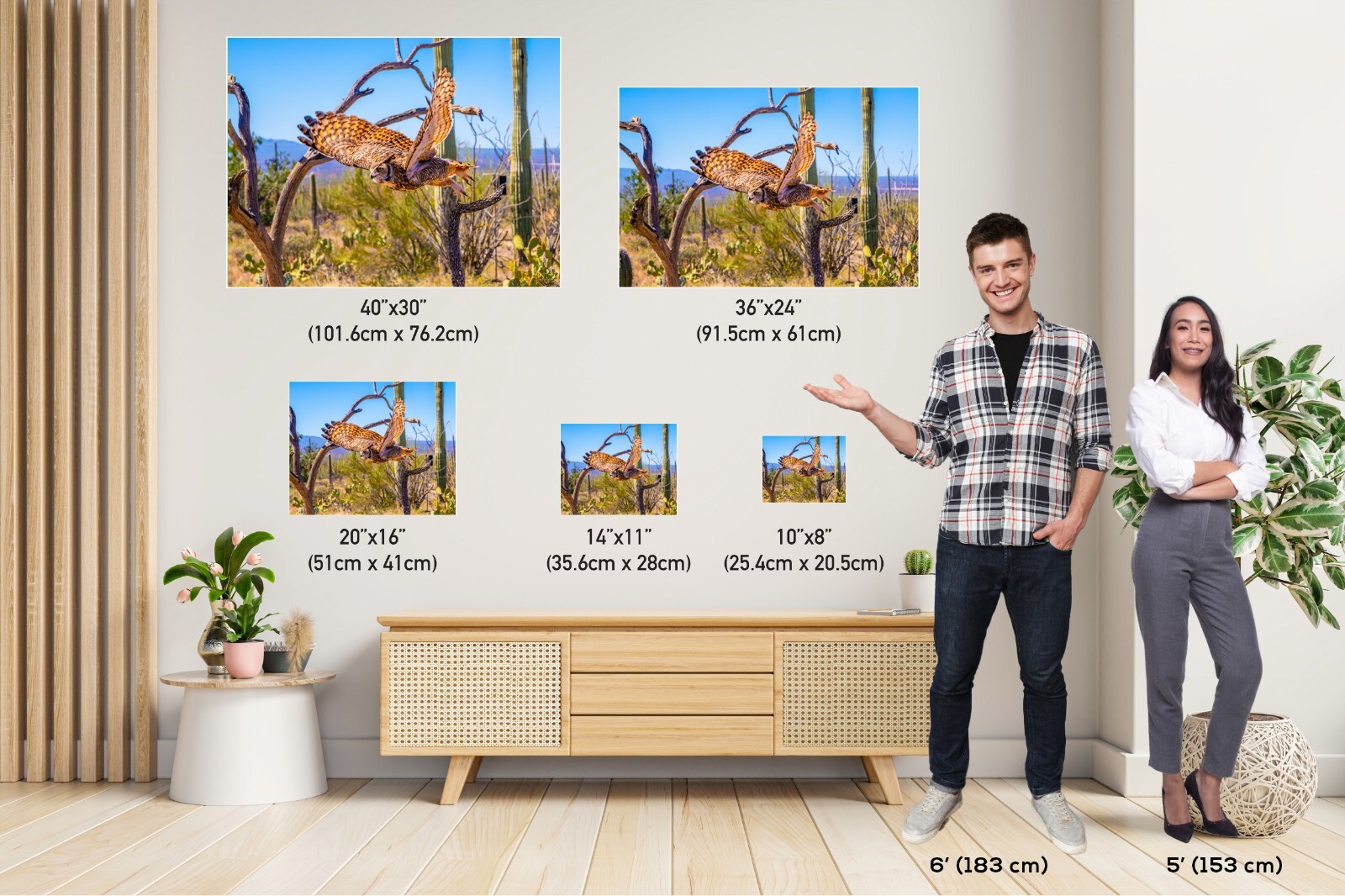 Superb Owl: Birds of Prey Wildlife Sonoran Desert Owl Bird Metal Canvas Print