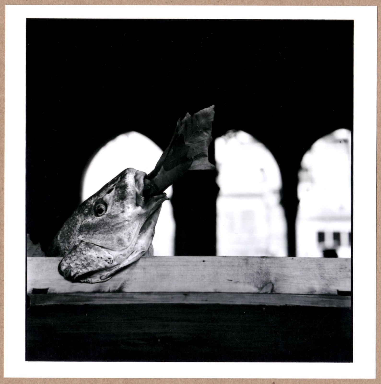 SIGNED ELLIOTT ERWITT FISH SMOKING CIGAR VENICE ITALY LTD 6 x 6 MAGNUM ARCHIVAL