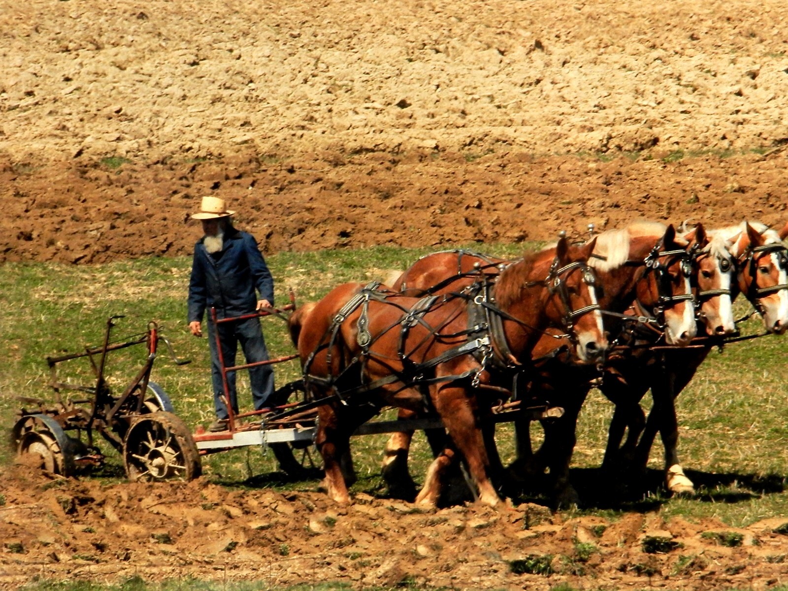 Amish Draft Horse Plow Team, Matted Photography Print, Wade Wilcox, Vintage Art