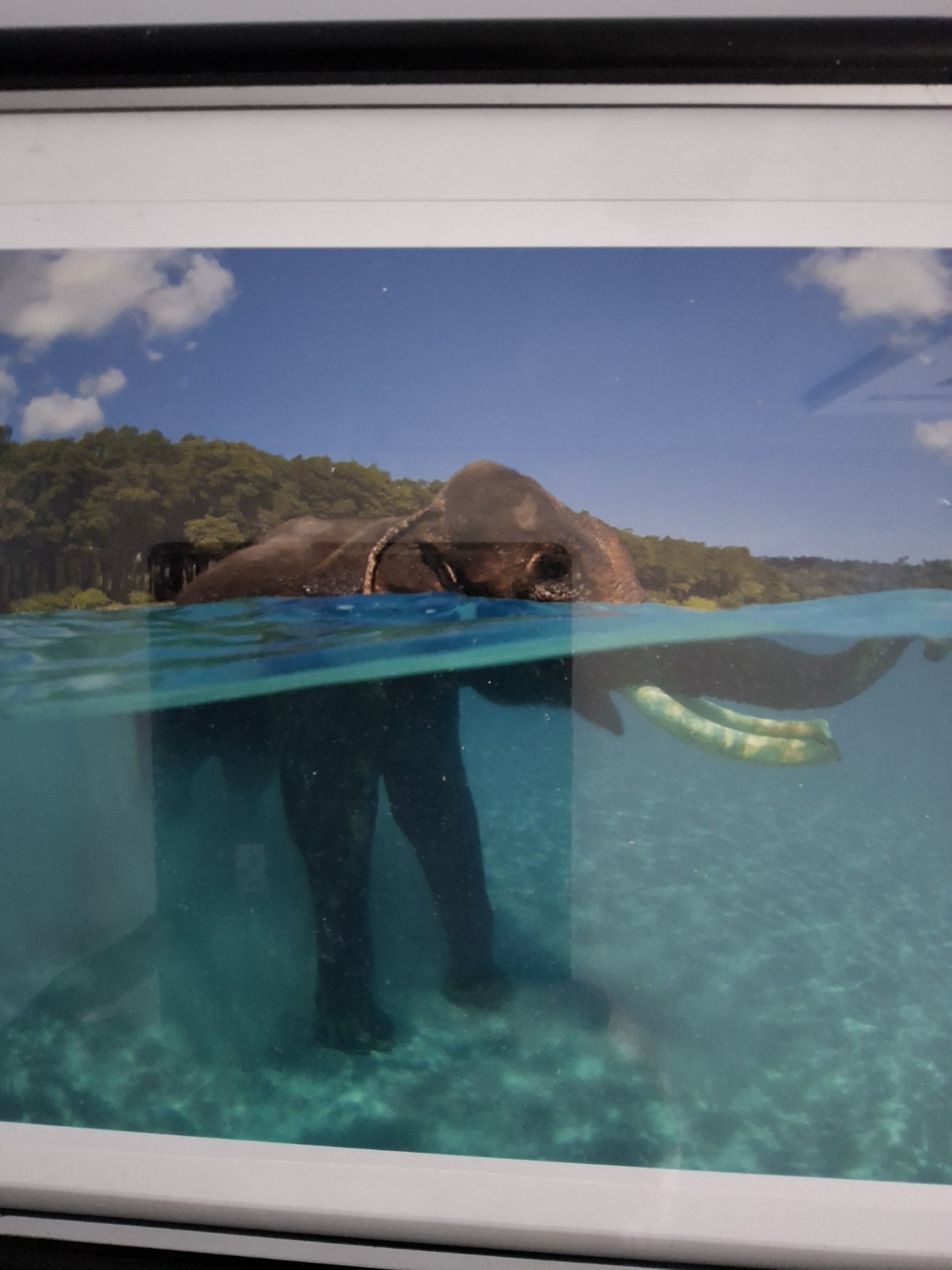 Swimming Elephant photo signed Framed