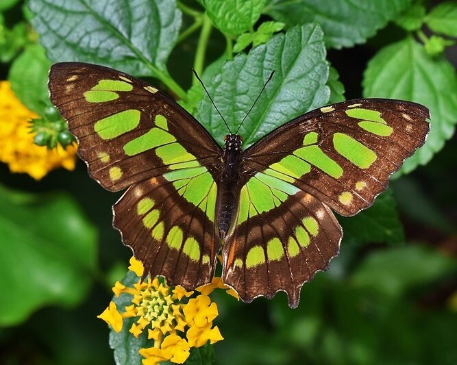 Art Photograph 8×10 Glossy Green Malachite Butterfly Artist Signed