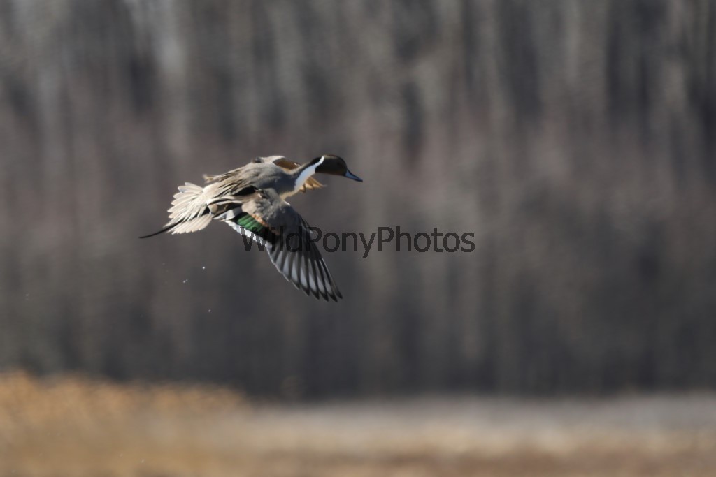 Pintails Photo 1, Pick One Image – Various Sizes