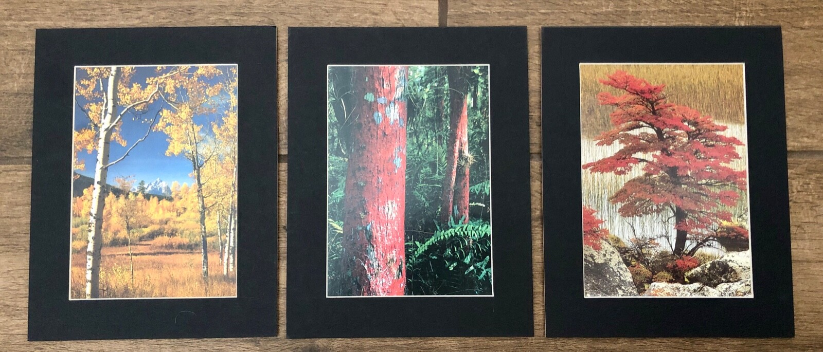 3 Vintage Matt Holzer Small 7″ x 9″ Photo Prints Trees Beech, Cypress, Aspen