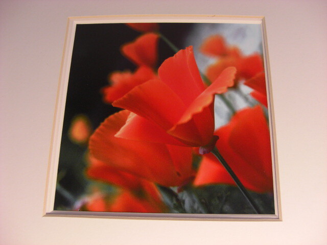Hassan Atapour Fine Art Photography Red California Poppies
