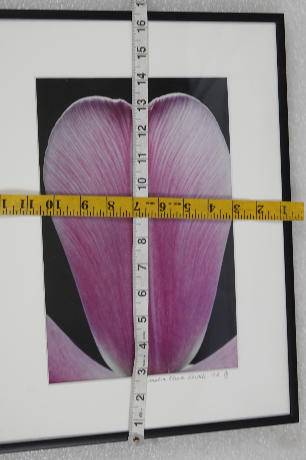 ARTIST PHOTOGRAPHER SIGNED AMALIA ELENA VERALLI PHOTO BOTANICAL TULIP PETAL 2002