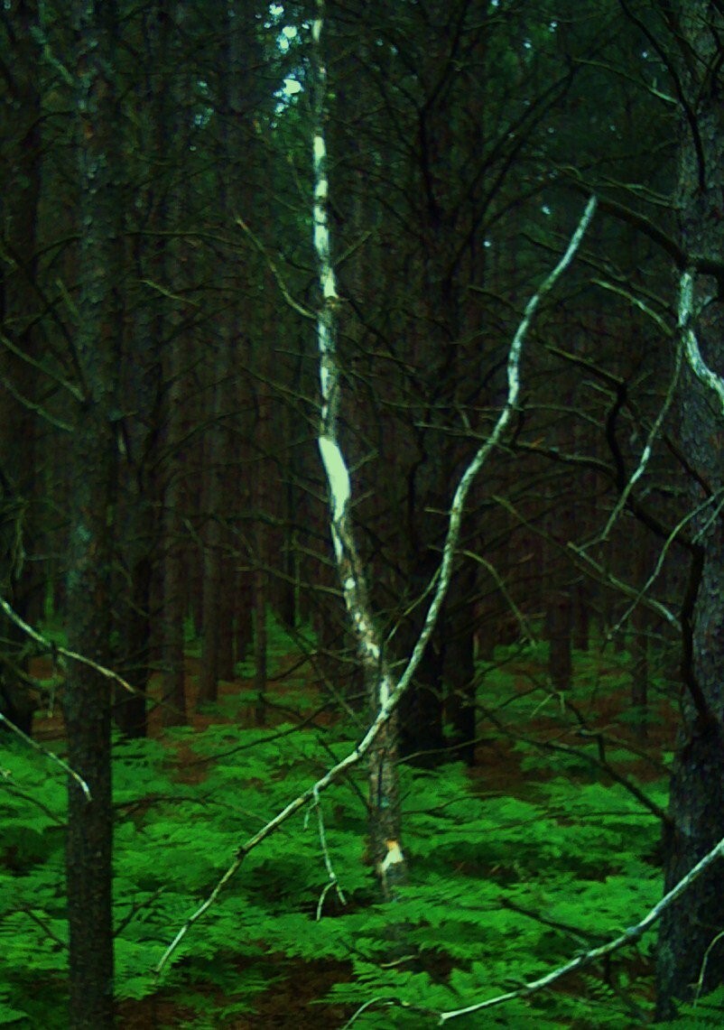 Beautiful Nature Photographs, Archival Quality Prints, Matted and Signed