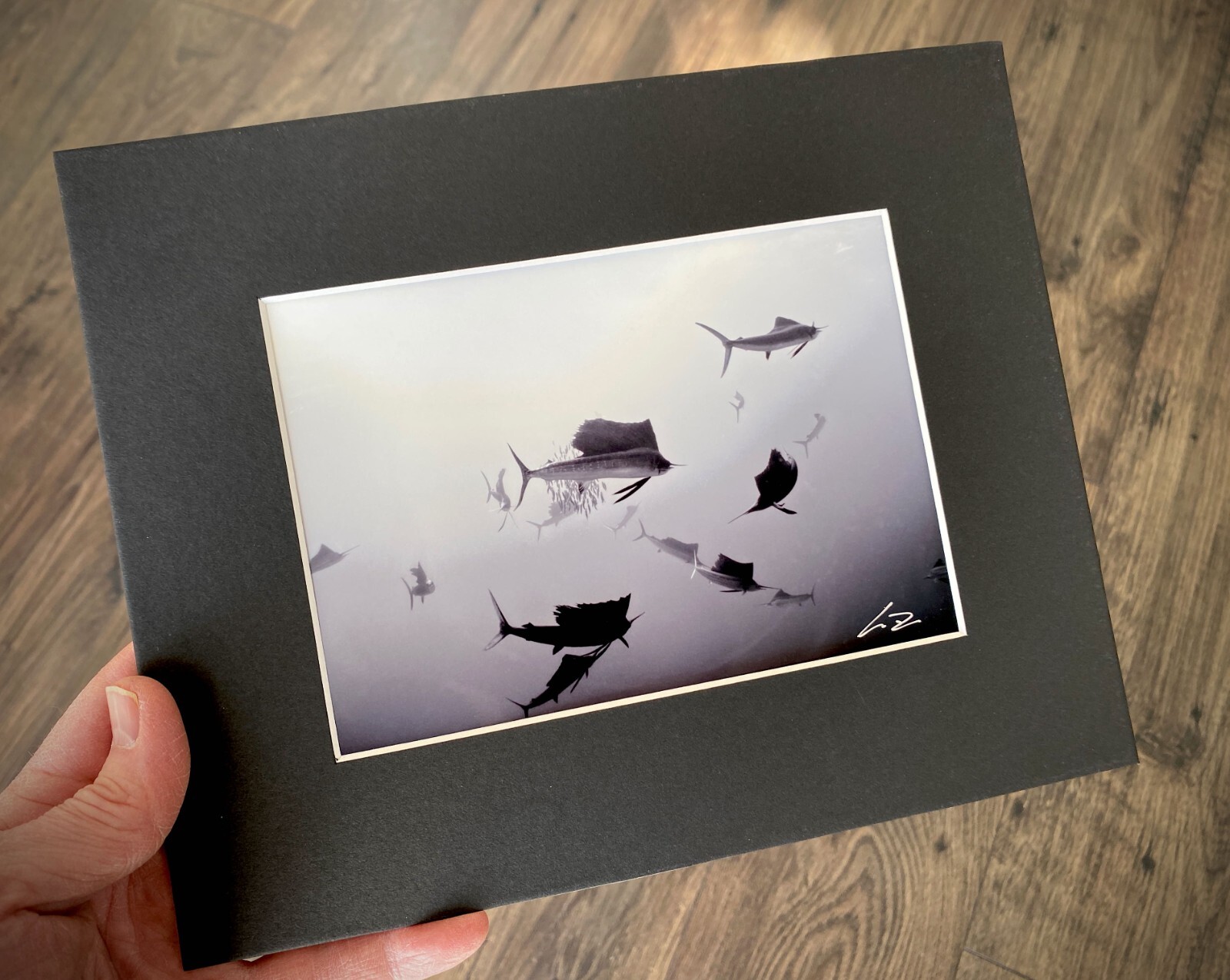 SAILFISH Baitball Signed Chris Doherty 5×7 B/W Photo | Matted & Framed 16.5×13.5
