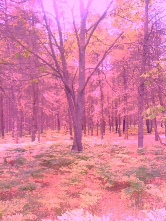 Beautiful Nature Photographs, Archival Quality Prints, Matted and Signed