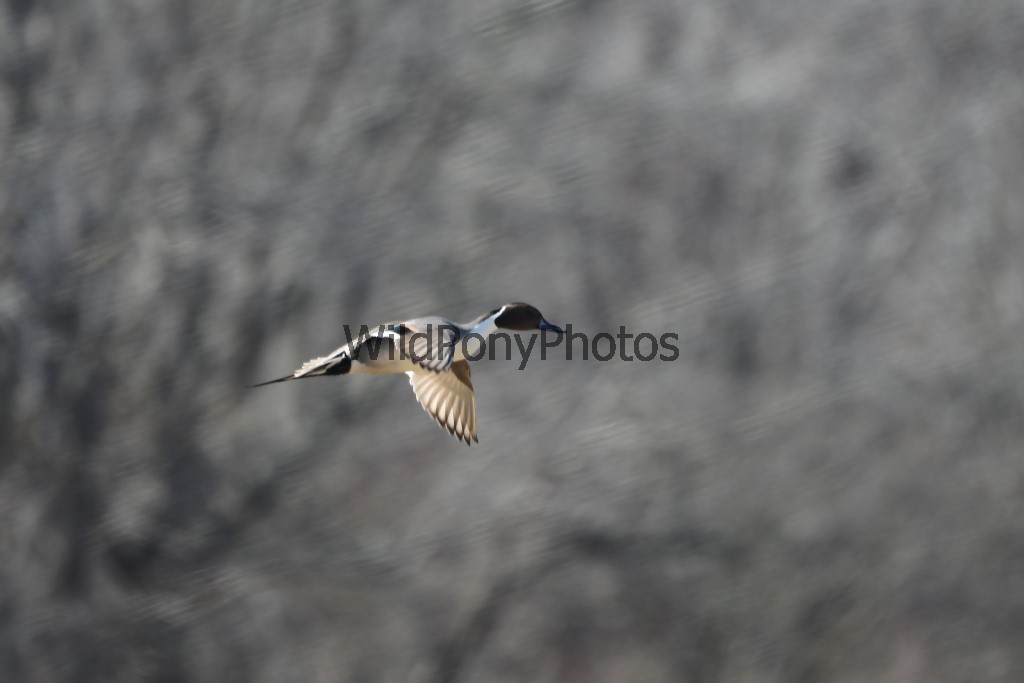 Pintails Photo 1, Pick One Image – Various Sizes