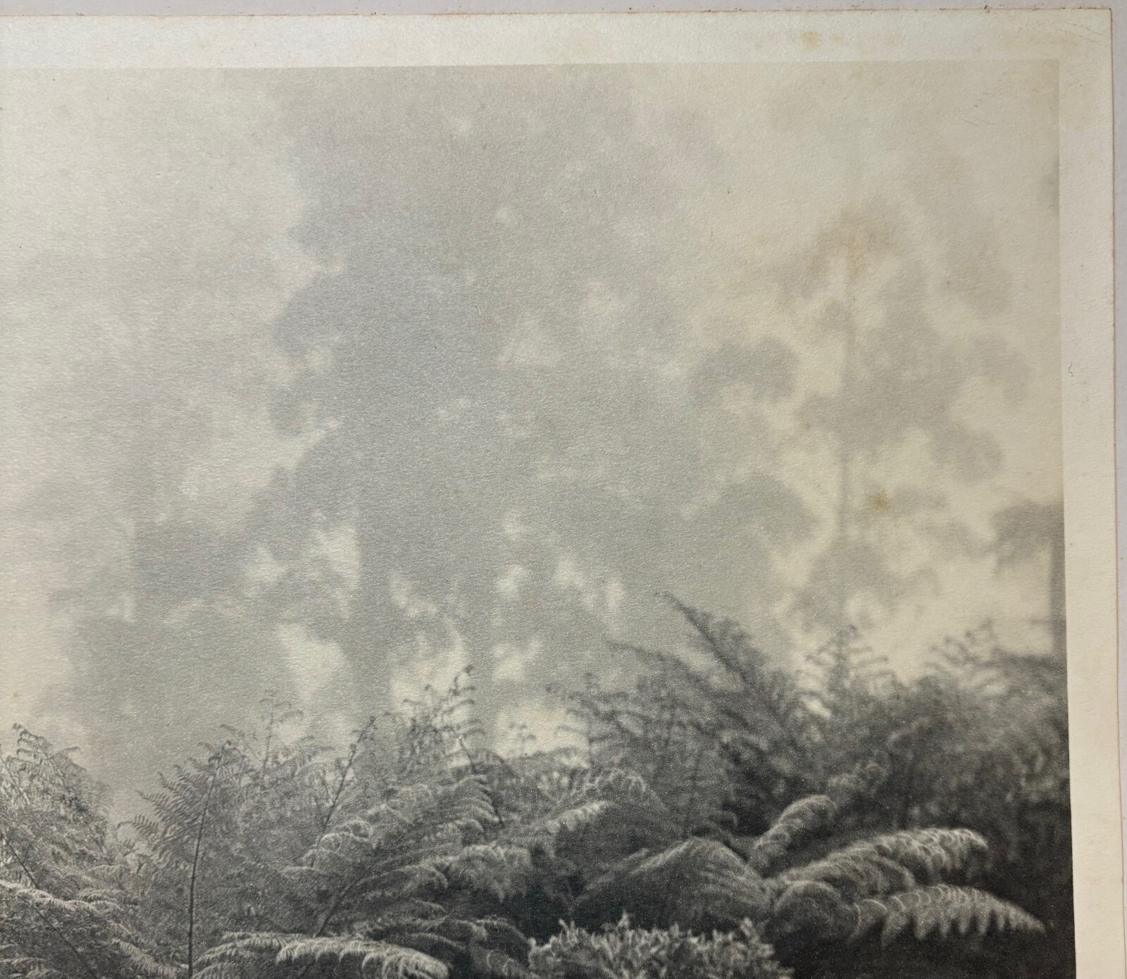 Rare JOHN B EATON ‘Ferns in Misty Landscape’ AUSTRALIA PICTORIALIST Signed PHOTO