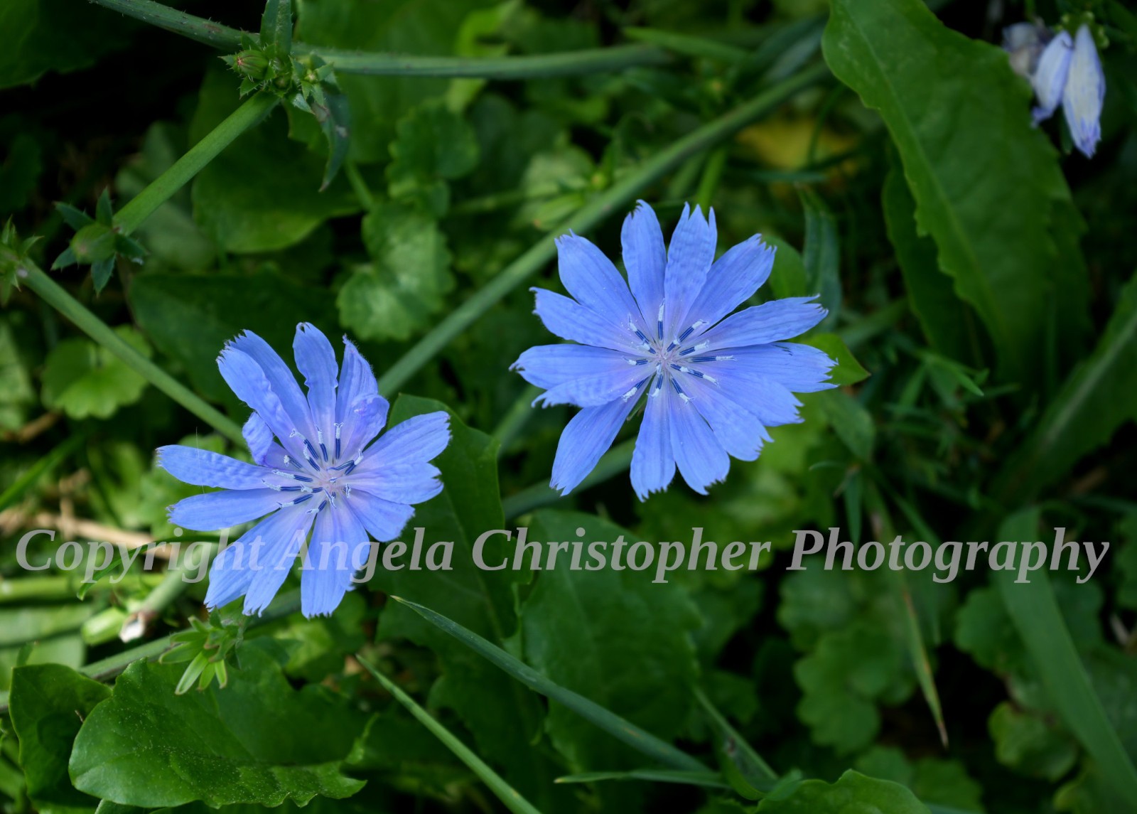Original ACEO photo fine art print 2.5 x 3.5 in. CHICORY IN THE SHADE wildflower
