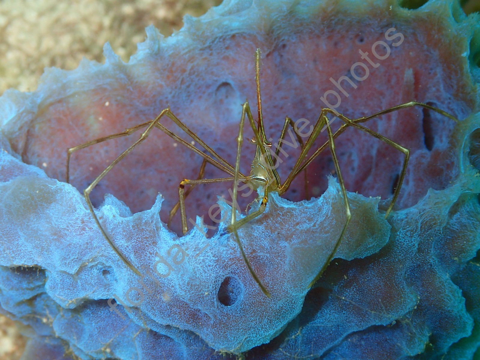 Digital Desktop Wallpaper Arrow Crab on Azure Vase Sponge Key West Florida