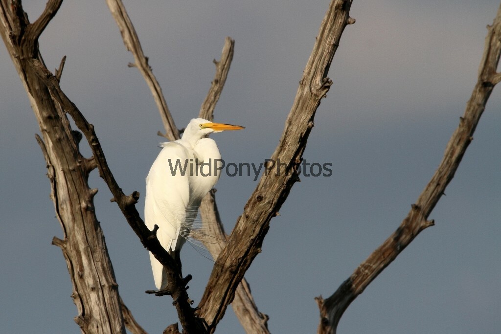 Great Egret Photo, Pick One Image – Various Sizes