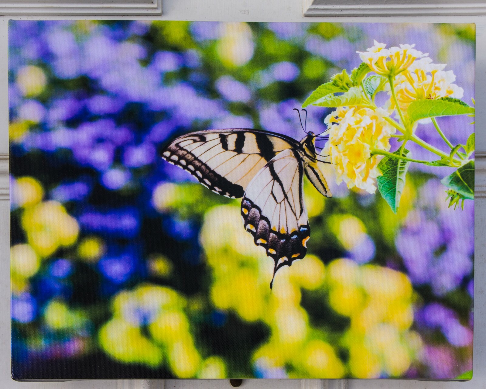 Original Photograph “Swallowtail Profile” printed on Gallery Wrap Canvas