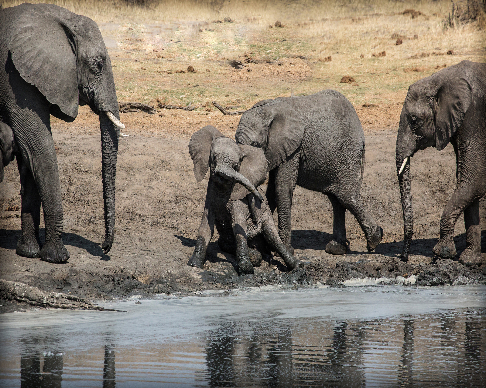 Wall Hanging Canvas Photo Print of a South Africa Baby Elephant at the Waters