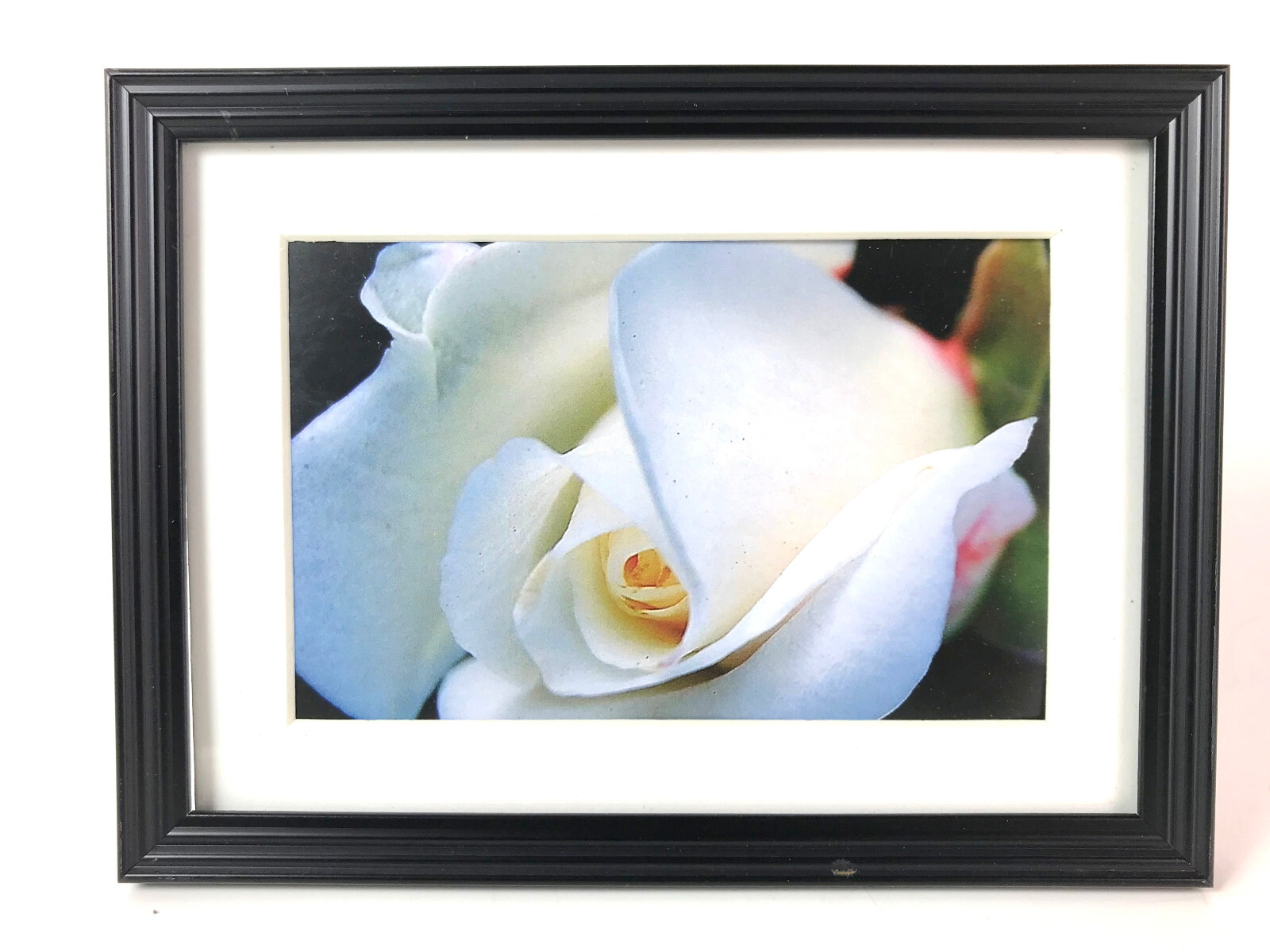 “WHITE ROSEBUD” 4×6 ” MATTED AND FRAMED PHOTO PRINT, READY TO HANG, GREAT GIFT!