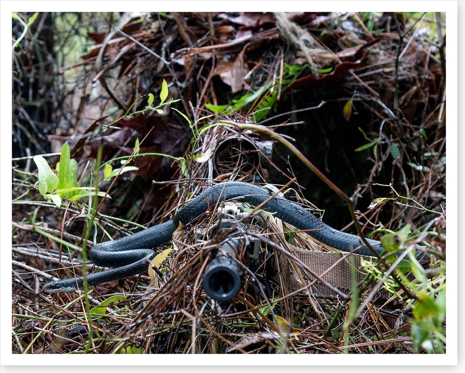 Snake Slithers Across Sniper Rifle Barrel US Army Silver Halide Photo