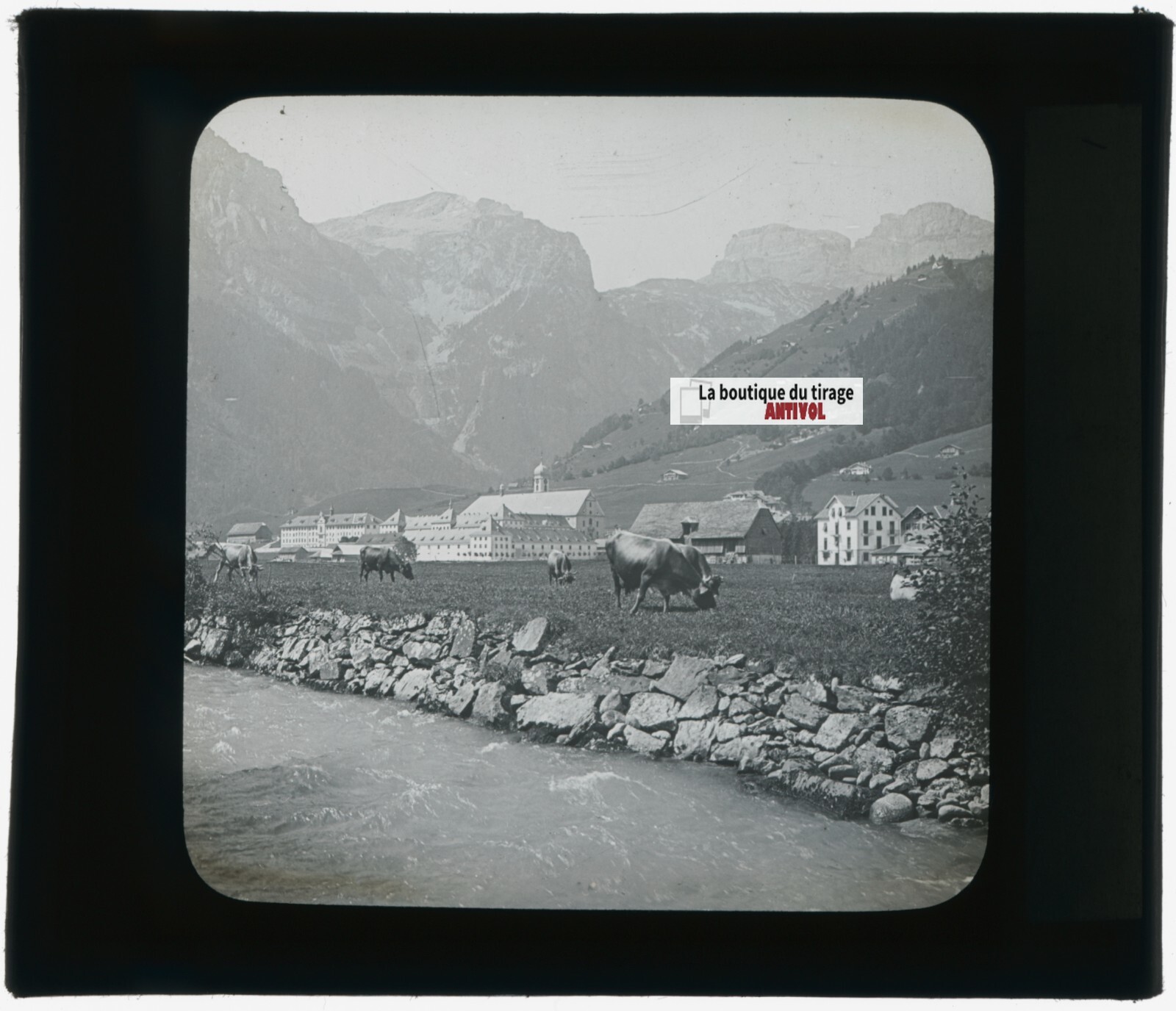 Cows, Engelberg, Switzerland, Photo Plate Glass, Black & White, Positive