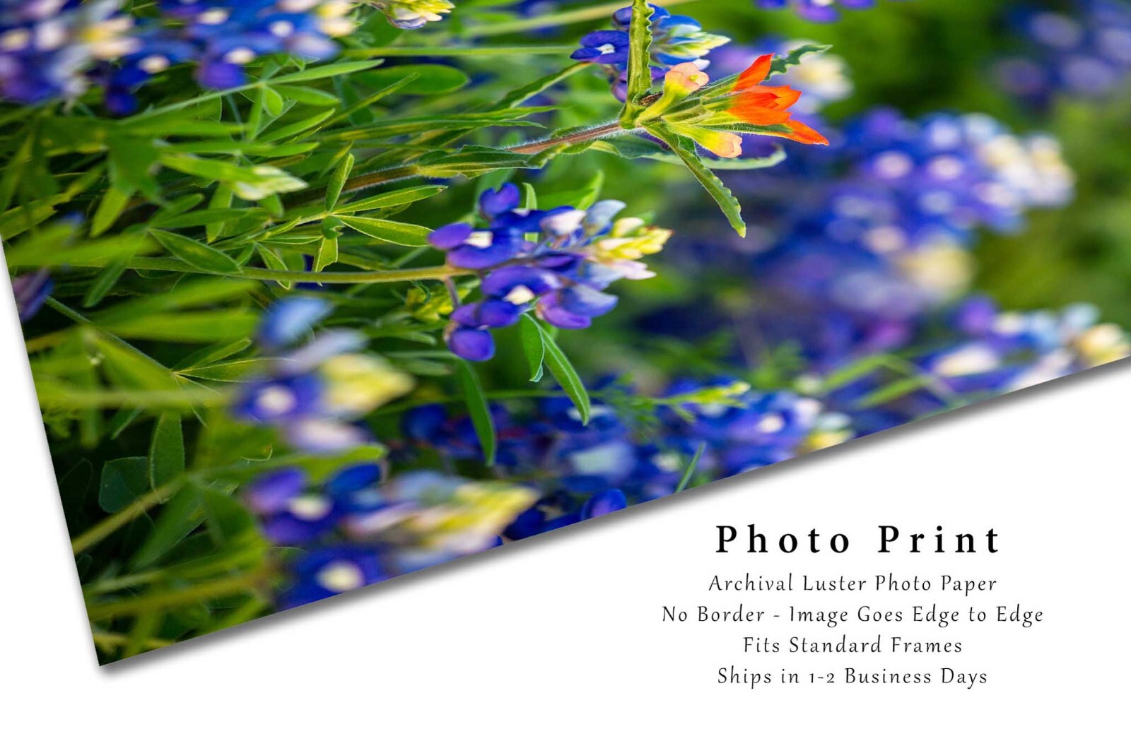 Flower Photography Print – Picture of Indian Paintbrush and Texas Bluebonnets