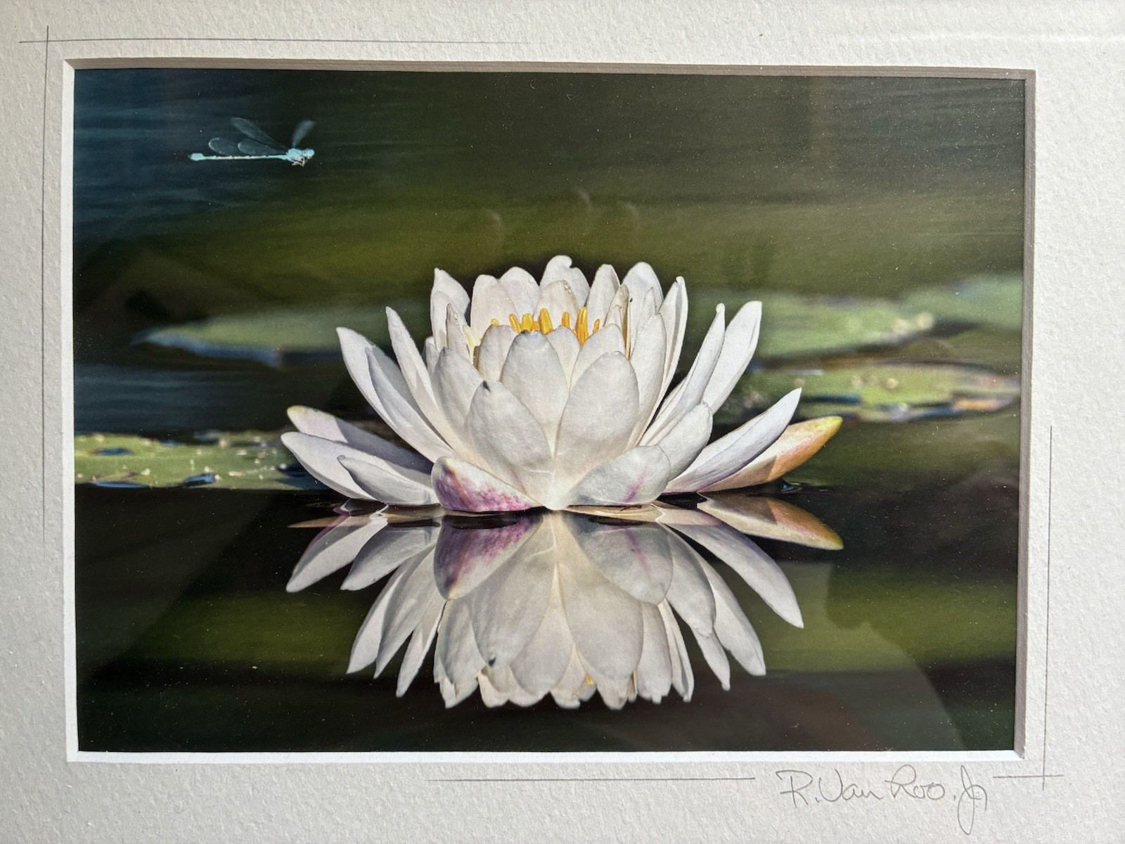 ORIGINAL R VAN LOO JR WATER LILLY SIGNED PHOTO PRINT FRAMED AND MATTED 13″x11″