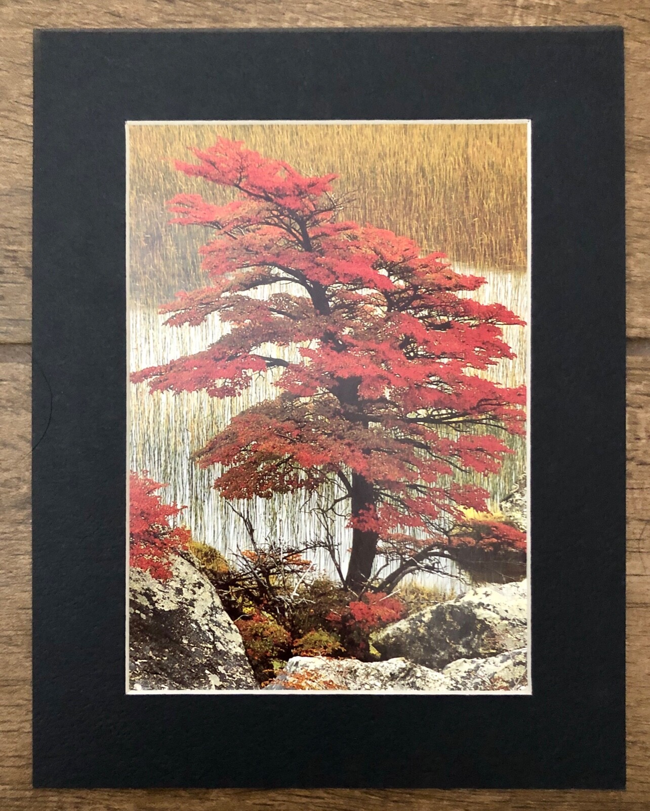 3 Vintage Matt Holzer Small 7″ x 9″ Photo Prints Trees Beech, Cypress, Aspen