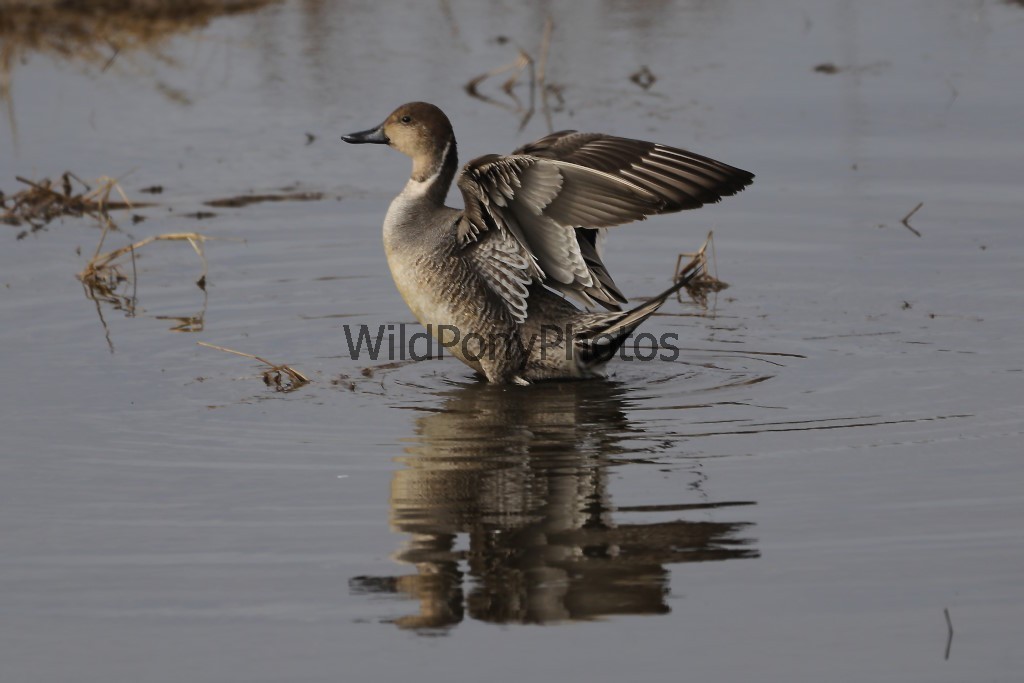 Pintails Photo 1, Pick One Image – Various Sizes