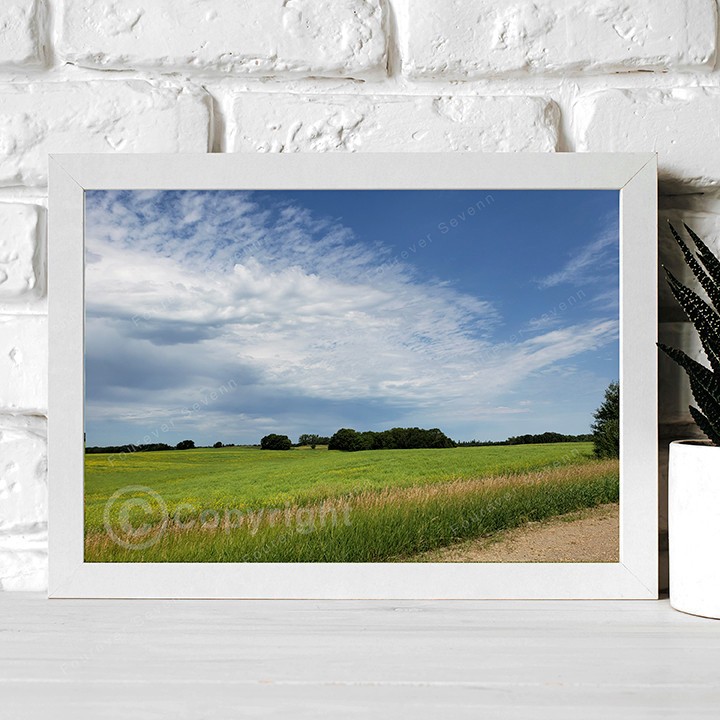 Non-AI Digital Photo Wheat Field Summer Blue Sky Prairie Landscape Country Farm