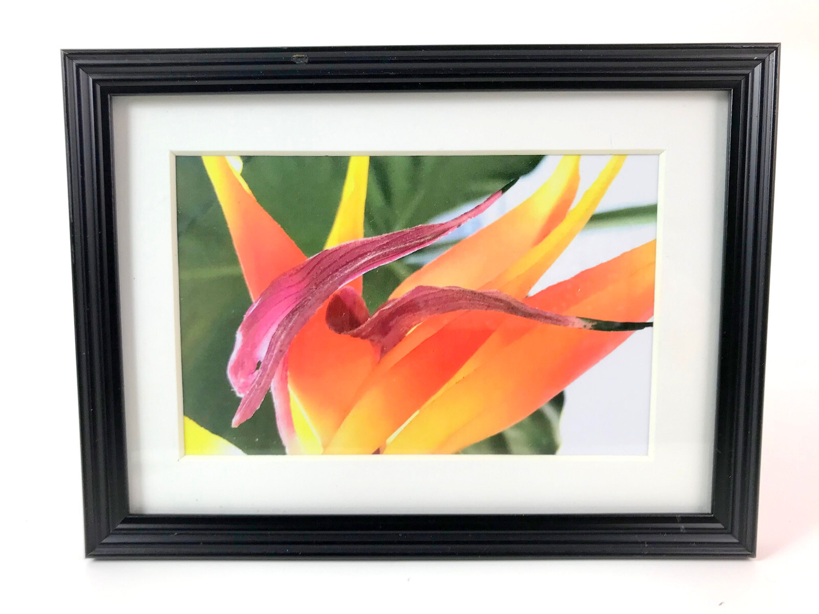 BIRD OF PARADISE FLOWER 4×6 ” MATTED, FRAMED PRINT, READY TO HANG, GREAT GIFT!