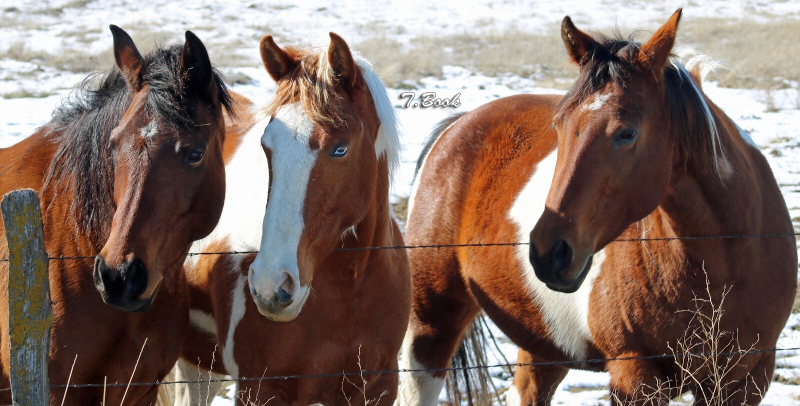 11x14in Lustre Print of a Blue Eyed Horse plus two