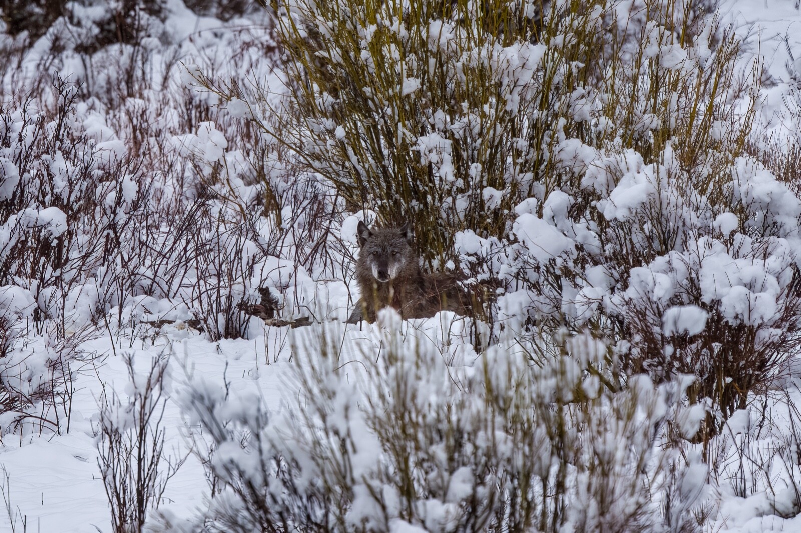 “Lone Wolf” Yellowstone Nat’l Park Spring 2022 (11 x 14″ Metal Photo Print)