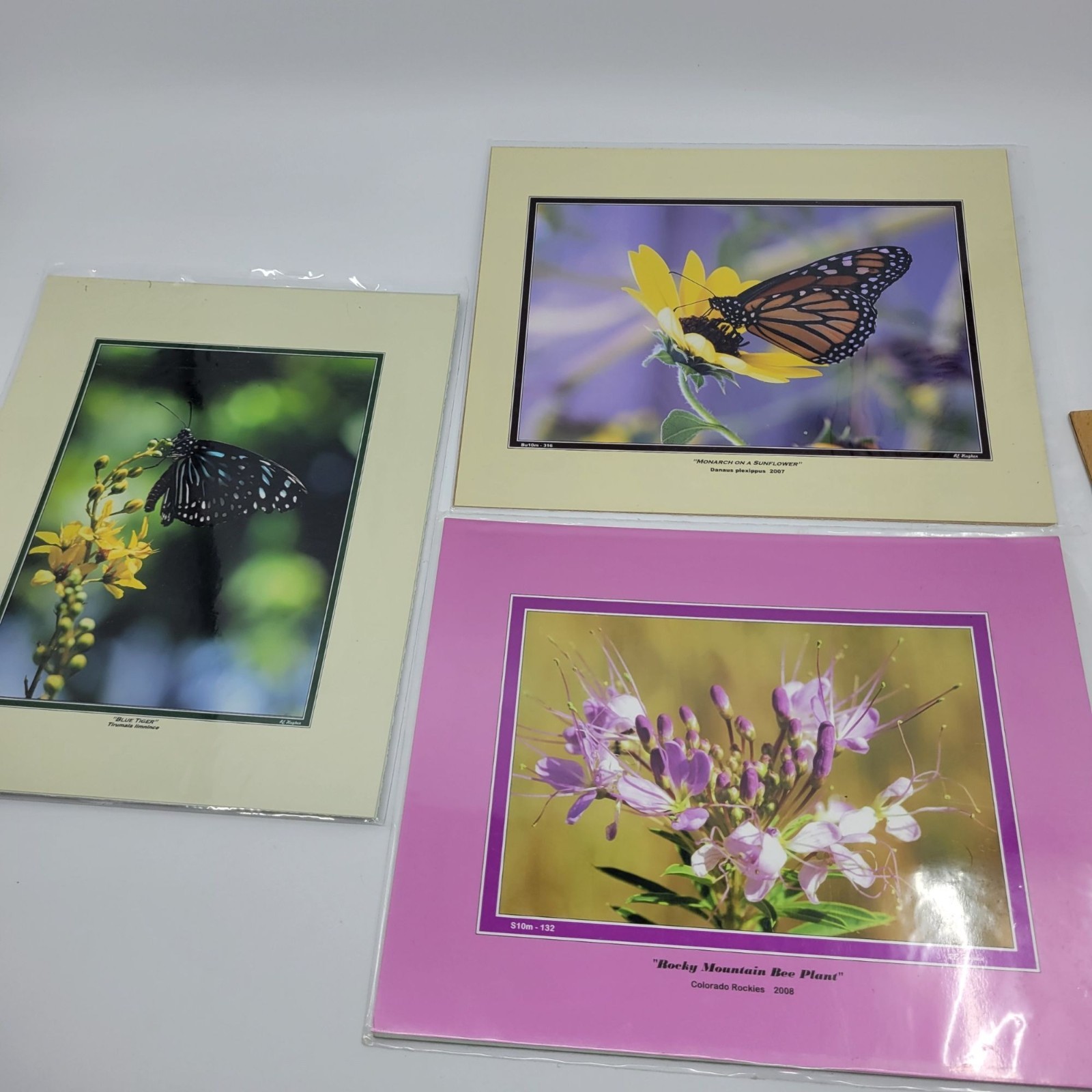 PHOTOGRAPHY Art Prints Lot 3 Vintage Butterfly Flowers Nature Photos – HW022