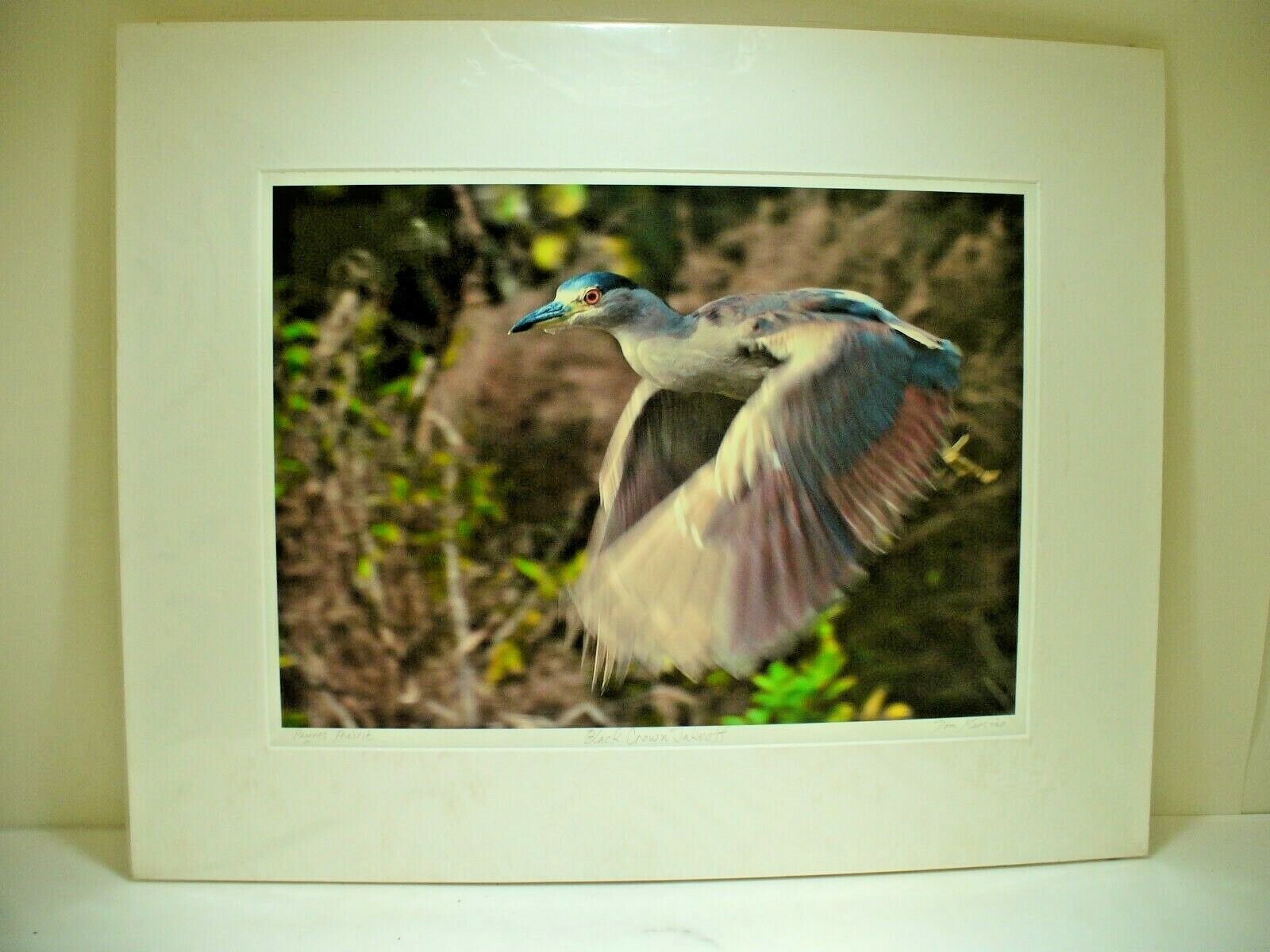 MATTED PHOTOGRAPHY Paynes Prairie Black Crown Takeoff 20×16 Dominick Martino