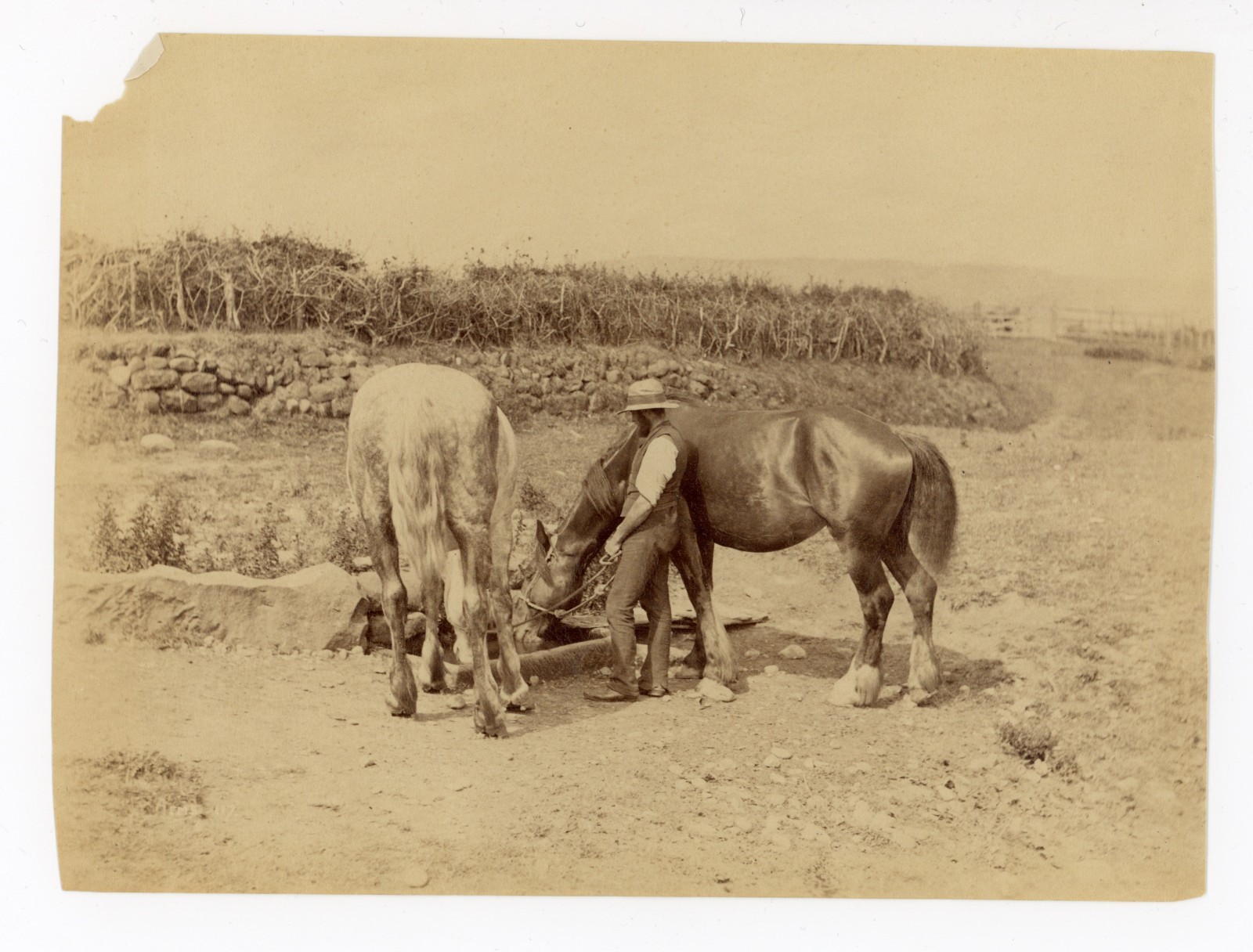 Frank Meadow Sutcliffe Whitby England Albumen Photo British Master Man w Horses