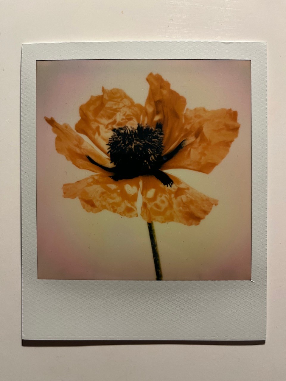 1 x Polaroid, Limited Edition, Color Photo, Photography, Instant Photo, Art
