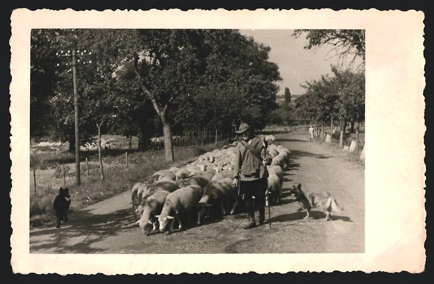 Photograph Shepherd with his herd and herding dogs / German Shepherds 1948
