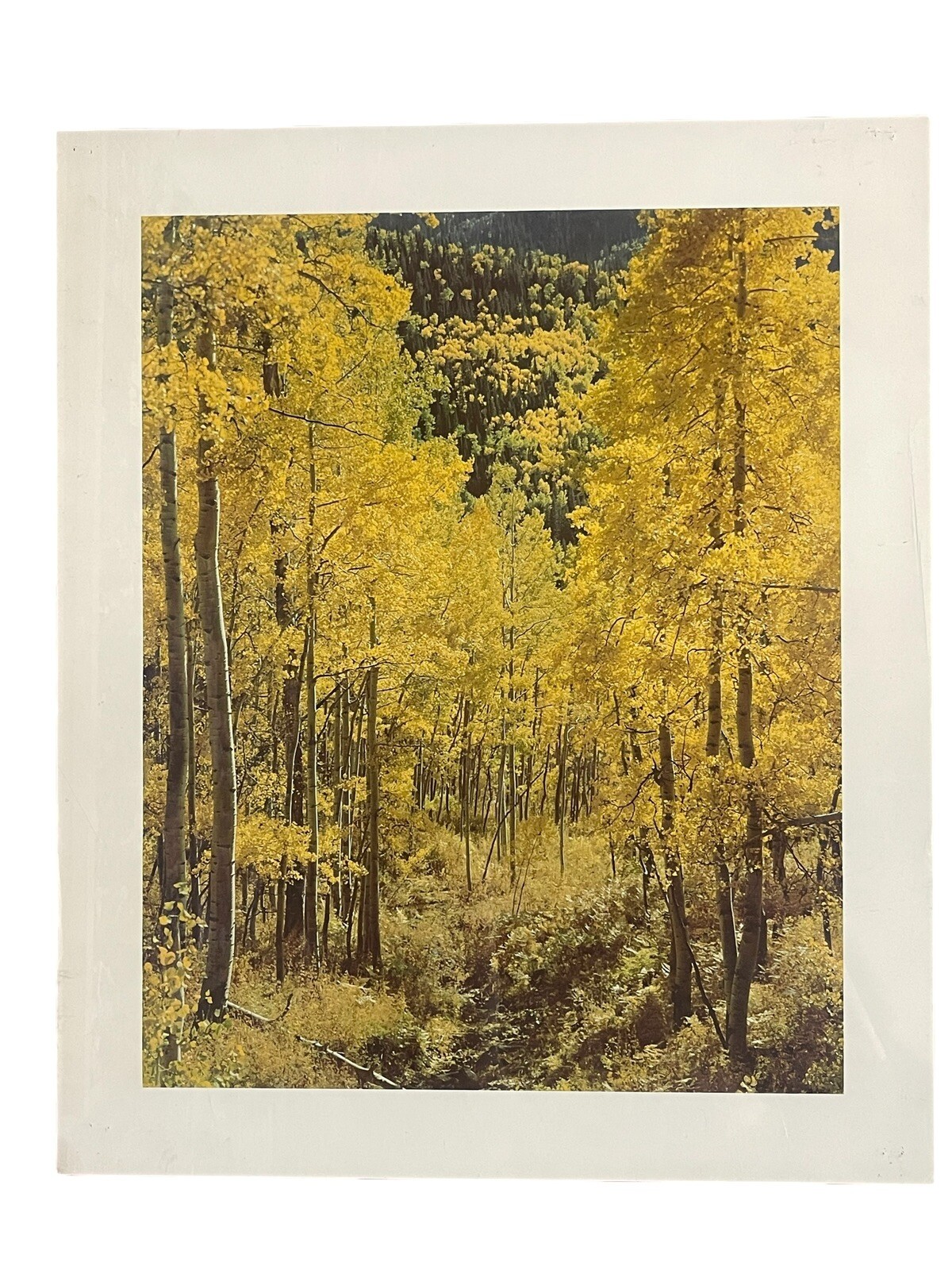 Aspen Grove Autumn 24” x 20” Vintage Photography Print David Sommer
