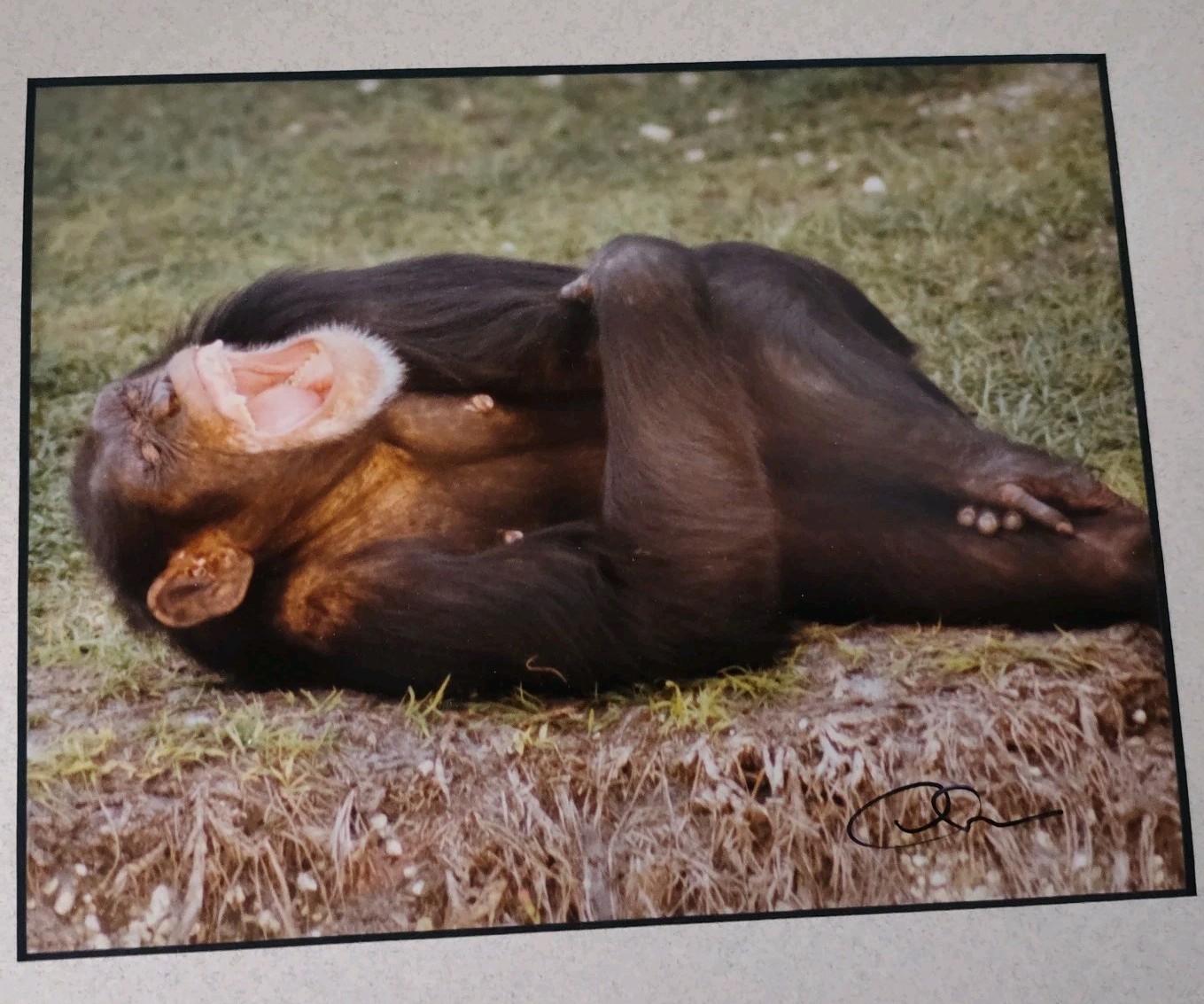 Monkey Camels and Elephants Pictures Framed and Signed by Artist