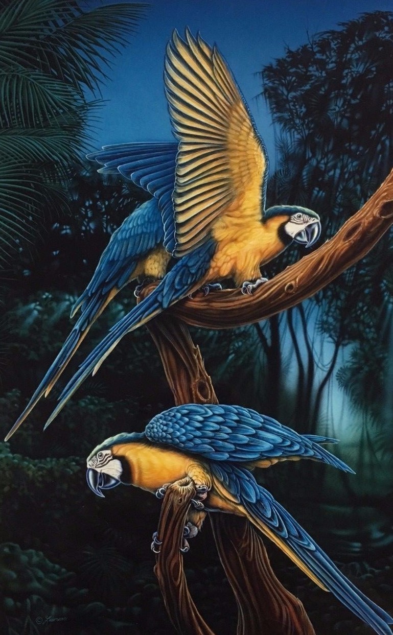 Tangher, Neeley-2 Macaws-Birds-Art for Sale
