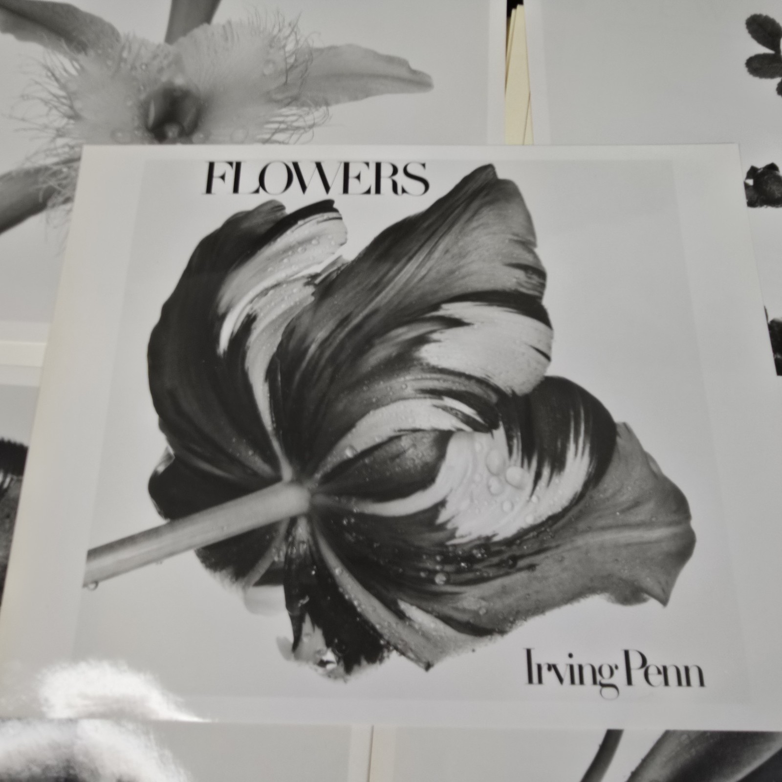 Irving Penn Flowers Press Release With Photos