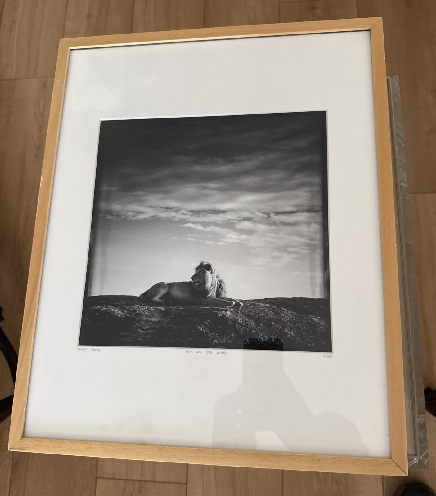 Original Artist framed Print Photo Signed Laurent Bahuex Lion Sur Son Rocher