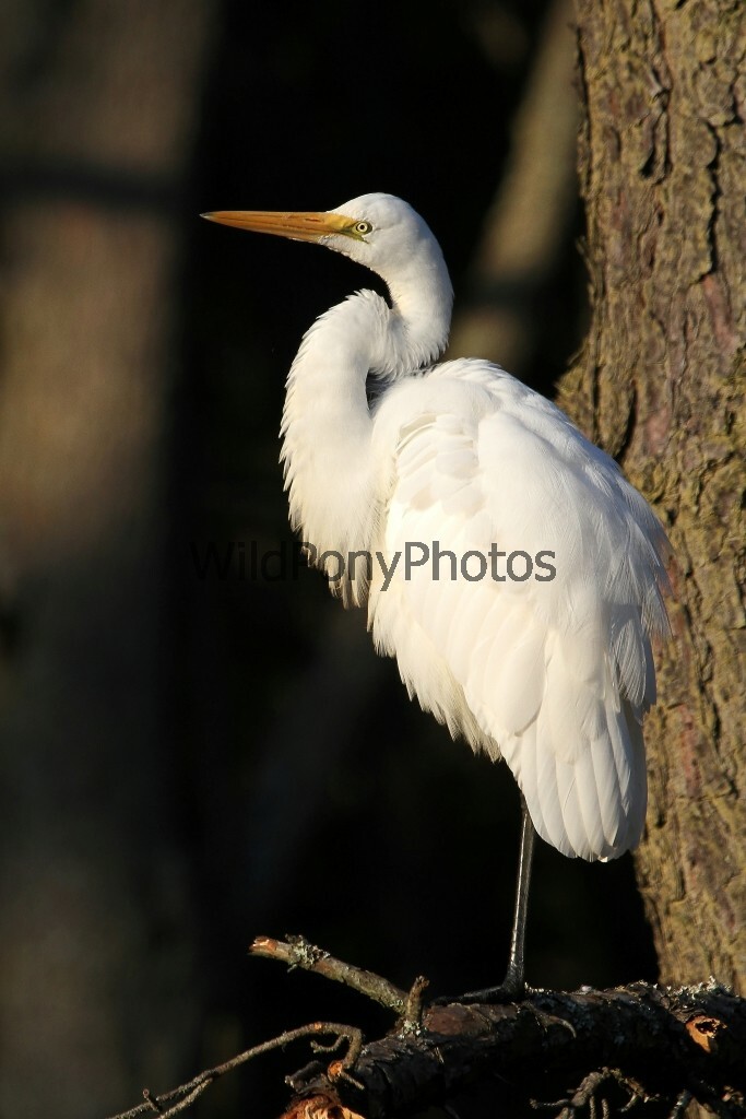Great Egret Photo, Pick One Image – Various Sizes